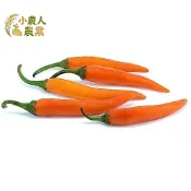 現貨隔日寄 紅蘿蔔辣椒種子 子彈椒 朝天椒種子 觀賞辣椒 食用辣椒 大辣品種 陽台盆栽 家庭菜園 果菜類 高顏值盆栽