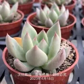 沅鈺農場   多肉植物   卡蘿拉杜里萬
