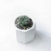 (預購) 白灰漸層系列 | 姬玉露 小八角形漸層水泥多肉植栽