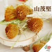 (店+)澳洲進口 山茂樫 山茂堅 極度花燥 花材 葉材 永生花 乾燥花 不凋花 葉 葉子 永生葉材 乾燥葉材 畢業季 畢業