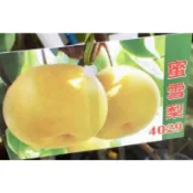 **小農之家** 優良種苗「豐產熱帶梨=4029蜜雪梨」 高40cm  冬天無葉 耐熱易結果