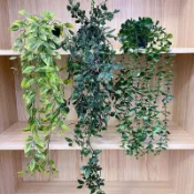 新款人造常春藤藤植物配花盆 - 翠綠吊飾，適合花園及家居 - 理想的生日及禮物選擇