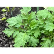 艾草扦插無根枝條(台灣五月艾品種可食用)，藥用植物 香草類植物，扦插植物(水耕、土耕佳)，每株5公分以上剪頭不帶根出售