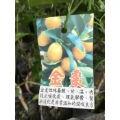 一禪種苗園-金黃果實象徵吉祥富貴招財進寶〈四季金棗/金棗〉水果苗-4吋黑軟盆/果肉酸中帶甜/糖漬/皮脆帶有辛香/居家裝飾