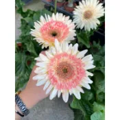 5吋 非洲菊 盆栽 綠植 庭院佈置 植物 樹 觀葉植物 庭院 花圃 室內植物 草花 陽台植物 工程樹 景觀設計 園藝佈置