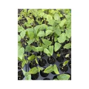 (店+)四季豆苗 矮種敏豆苗 矮種四季豆苗 夏季蔬菜 不攀爬藤蔓植物收成快