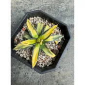 Agave 龍舌蘭 嚴龍 一物一拍｜香蕉笹之雪（五吋盆）