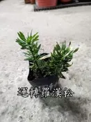 運轉羅漢松【新中港花卉】植物