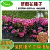 【月季玫瑰花種子】四季播薔薇花種子爬藤月季玫瑰開花不斷爬牆庭院花卉盆栽植物花籽 四季種植 花期長