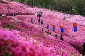 【Lion Travel 雄獅旅遊】花現櫻花｜首爾｜升等住明洞彩鴻酒店乙晚.八達山櫻花路.遠美山杜鵑花.首爾大公園.穿韓服遊景福宮賞櫻(二站購物)五日 出發地點：台北