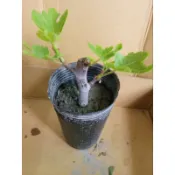 雲秀水果苗-黑色死神無花果苗4吋盆
