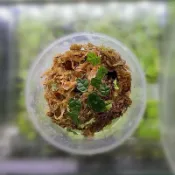 生態缸植物 苔蘚缸植物 迷你薜荔 霹靂 楓葉薜荔 海龜串椒草 六塊肌 肌肉猛男葉