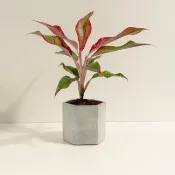極光粗肋草│泥作系列│福所栽