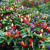 🌶台灣現貨｜五彩辣椒種子 鬼椒、朝天椒、七彩椒、羊角椒多品種，觀果兼可食用，陽台觀景盆栽，高發芽蔬菜種籽