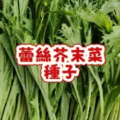 台灣現貨 芥菜仔 蕾絲芥末菜種子 芥菜籽 野菜種子 葉用芥菜 可收菜脯 家庭菜園 陽台盆栽 易種植 快速發芽