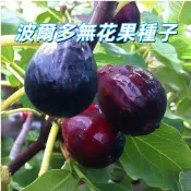 【波爾多無花果種子】布蘭瑞克 日本紫果  盆栽 陽台種植 豐產 甜度高 耐熱 家庭園藝 新手易種 可食用 果實大