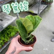 田尾玫瑰園 l 琴葉榕、提琴葉榕、七弦琴葉榕【三吋盆 高度約13cm】淨化空氣能力超強 室內植物 觀葉植物 送禮植物