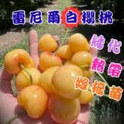 【雷尼爾白櫻桃】(Rainier｜櫻桃界白鑽石) 4吋盆 嫁接苗 高存活率 櫻桃 櫻桃苗 水果苗 果樹苗 果樹 水果盆栽