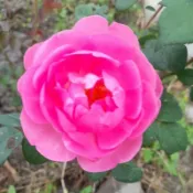玫瑰花苗（雲雀） 月季 薔薇 玫瑰花 3~4吋盆