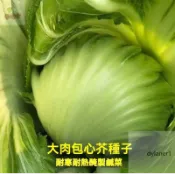 【包心甜芥菜種子】 春菜 包頭菜 四季好種植 春秋季大肉捲心 介菜種孑醃製酸菜泡菜四季蔬菜種籽 多買多送 四季種子