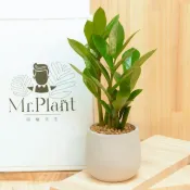 【拈花x研植】金錢樹│3.5吋水泥盆│窗邊植物│新手植物│淨化空氣│招財植物│觀葉植物│質感盆栽