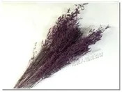 ◎花語人造花資材◎＊乾燥花卡斯比亞(情人花)-深紫＊捧花~永生花~不雕花~花束~情人節花藝教學材料