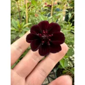 巧克力 巧克力波斯菊 99純度 黑金波斯菊 波斯菊 黑色波斯菊 新品種 戶外種植即可