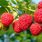 🔥樹莓種子🍓四季覆盆子野生樹莓 盆覆子種子 小草莓種子 野生莓 庭院陽臺盤栽野生果種子 當年結果 不發可退款