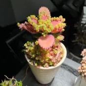 【優植•巧手】蕾絲姑娘 多肉植物 子寶草 落地生根 蕾絲公主