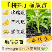 四季可種 香蕉苗 三尺蕉 玫瑰蕉 煮食蕉 粉蕉 Saba香蕉 最低價 品質最好 無病組培苗 中苗 大苗