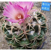 《掌肆》植栽 紅花象牙丸 販售株圖2,3,4為同一株 3吋盆 一物一賣 含盆寄出 虎尾蘭錦 塊根盆景 景天石蓮 仙人掌錦
