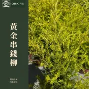 【青嶼】黃金串錢柳｜Revolution Gold 黃金白千層｜金黃葉色常綠樹木｜庭院造景｜景觀樹木｜盆栽苗木