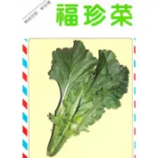 種子王國 福珍菜 日本芥菜【蔬果種子】 炒食或醃漬皆很可口 興農種苗 家庭園藝 原包裝種子 每包約4公克