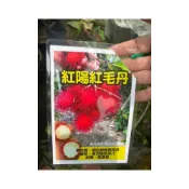 (店+)花森好市-水果苗_紅陽紅毛丹/金陽紅毛丹  4吋盆 30-50公分