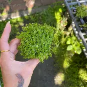 田尾玫瑰園 l 可沉水 水馬齒【2吋盆】水生植物 玲瓏可愛 (植物眾多歡迎聯繫客服) (田尾在地商家)