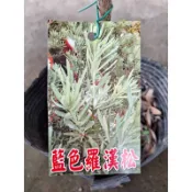 ★綠霖園藝★藍羅漢松 嫁接苗 水果樹苗/新興果樹/果苗/嫁接/植物/盆栽