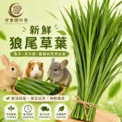 🌿🐯虎寶媽🐯🌿新鮮狼尾草🌟免運🌟寵物牧草 新鮮出貨 無噴農藥 草食性動物 天竺鼠 兔子 陸龜 水豚君🐢🐰