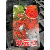 狀元紅桂花～3寸苗～