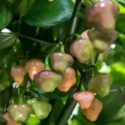 沐耕園|🌶️（切羅·羅莎 羅克薩 辣椒種子）新種上市 （ 勁辣） 高產可觀賞可食用辣椒種子 有史以來最漂亮的智利辣椒之