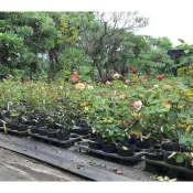 花花世界_玫瑰苗_**花苞玫瑰苗 (不挑品種) 3.5吋盆**夏季寄送易有黑點，介意者勿下單~