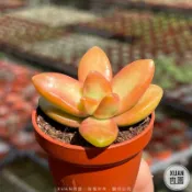 一吋迷你盆【銘月】多肉植物|多肉|景天科｜療癒小物| 組盆|綠手指必備|［Xuan肉園］