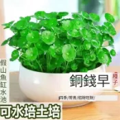 臺灣現貨速發 【銅錢草種子】 金錢草種子 招財旺宅 水培真水草種子 魚缸水草四季發芽新手易種 金錢草吸甲醛綠植限時搶購