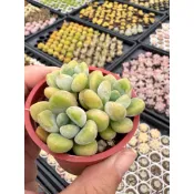 黃金達摩姬秋麗/2吋盆🌸Q萌多多肉🌸｜生日·婚禮小物｜療癒小品｜植株組盆…