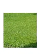 (店+)【蔬菜之家】四季春草皮種子1公斤 有藥劑處理四季青草皮種子) (裝冷暖季草皮種子依比例調配而成速綠草 全綠草 四季青