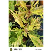 滿築觀葉彩葉草（37）