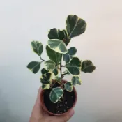 P老闆園藝~斑葉三角榕 3吋盆