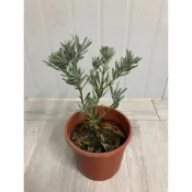 綠園-藍葉羅漢松-藍色羅漢松-嫁接苗-6寸盆