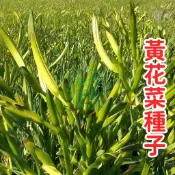 💥台灣發貨💥【黃花菜種子】金針菜種子 可食用黃花菜 萱草花苗 易種多年生 陽台庭院蔬菜 開花觀賞食用兩用 耐熱強健