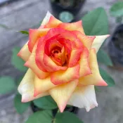 《光輝》🈶貨🌹 玫瑰花盆栽苗 🌹 玫瑰苗 🌹 玫瑰花苗 🌹 玫瑰盆花 🌹玫瑰花🌹
