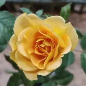 《奧斯麥金黃、急速80》🈶貨 🌹 玫瑰花盆栽苗 🌹 玫瑰苗 🌹 玫瑰花苗 🌹 玫瑰盆花 🌹玫瑰花🌹